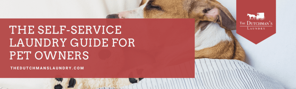 Pet owner’s guide to washing dog beds and pet bedding at a laundromat